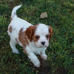 キャバリア・キング・チャールズ・スパニエル